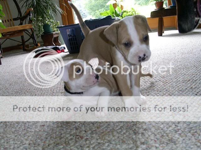 http://img69.photobucket.com/albums/v209/pinfieldrx7/puppys/PICT0478.jpg