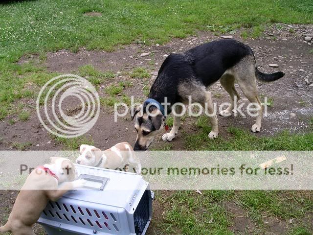 http://img69.photobucket.com/albums/v209/pinfieldrx7/puppys/PICT0546.jpg