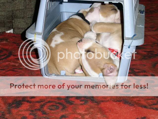 http://img69.photobucket.com/albums/v209/pinfieldrx7/puppys/PICT0564.jpg